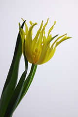 Naklejka premium 花