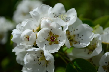 pear branch with white flowers and buds close up