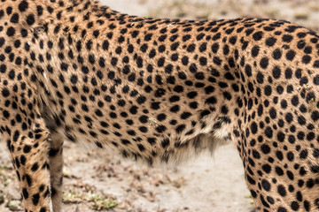 Close-up of Chita's body