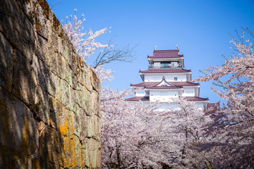 Sakura is blooming at Tsuruga Castle in Fukushima Prefecture