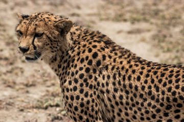 Cheetah face portrait