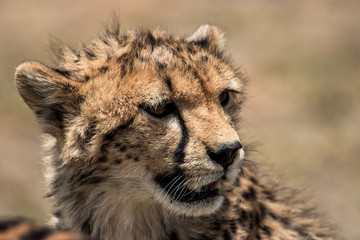 Obraz na płótnie Canvas Cheetah face portrait