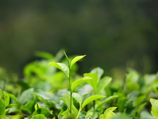 Fototapeta na wymiar Isolated Tea bud on tea field