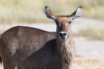 Antelope in the middle of the savannah of Kenya