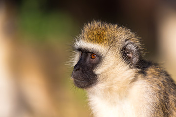 The portrait of a monkey in the savannah of Kenya