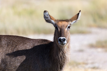 Antelope in the middle of the savannah of Kenya