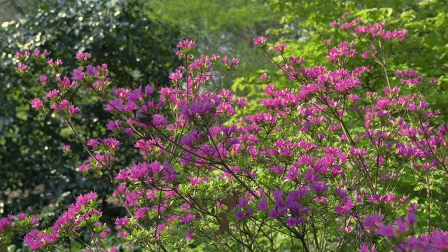 Slow moving 4k Footage of rhododendron hybrid flowers catching the spring sunshine, nestled on the side of the Surrey Hills, UK
