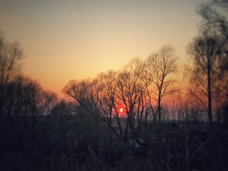 Obraz premium sunset in forest