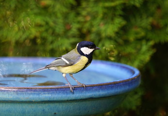 Kohlmeise,Meise,Singvogel