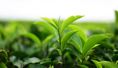 fresh Isolated Tea bud on tea field