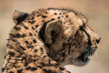 Cheetah face portrait