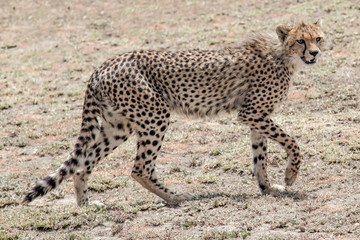 Cheetah walking on the ground 