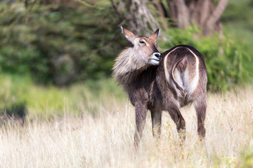 Antelope in the middle of the savannah of Kenya