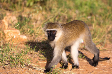 A monkey walks between the grass on the ground