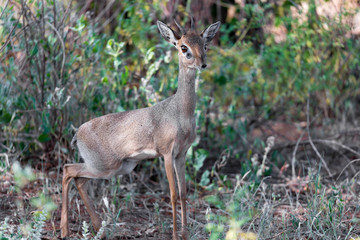 Antelope in the middle of the savannah of Kenya