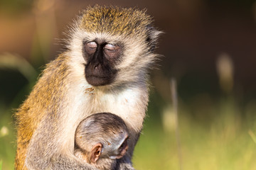 A mother monkey sits with a baby in her arms