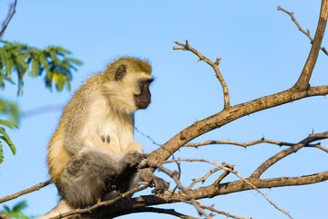 A monkey sits on the branch of a tree