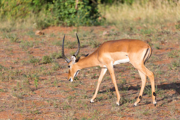 Antelope in the middle of the savannah of Kenya