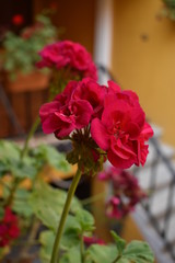Geranio fucsia