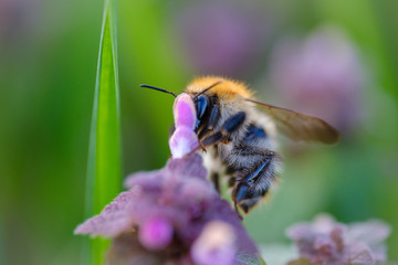 Bumble bee feeding on flower in sunset