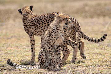 cheetah in africa