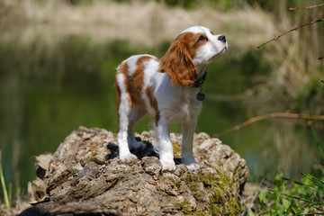 Young brown-white Cavalier king Charles puppy