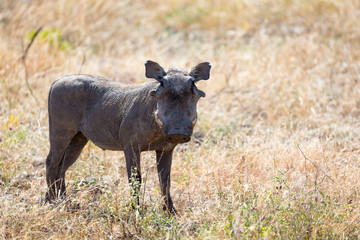 A portrait of a warthog in the middle of a grass landscape