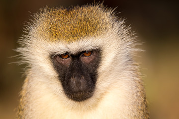 The portrait of a monkey in the savannah of Kenya