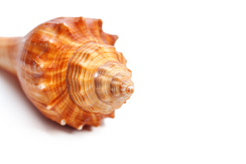 Fototapeta premium Sea shell on white background