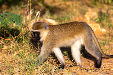 A monkey walks between the grass on the ground