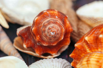 Sea shells. nature background.