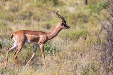 Antelope in the middle of the savannah of Kenya