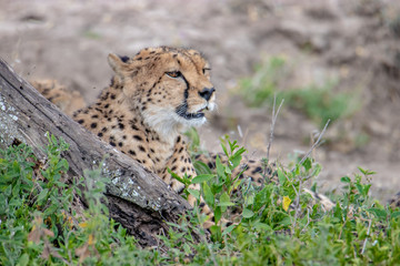 cheetah in the grass