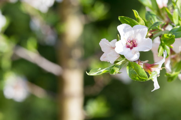 Flowers of a cherry tree in spring