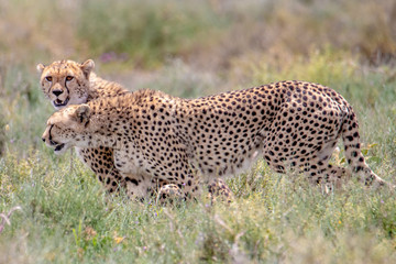 two cheetahs in the grass