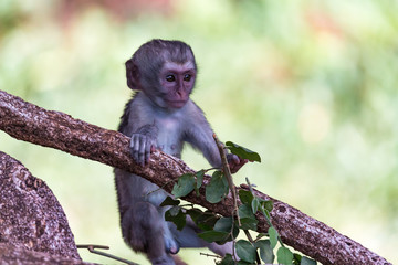 A monkey climbs around on a branch