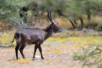 Antelope in the middle of the savannah of Kenya