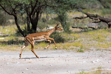 Antelope in the middle of the savannah of Kenya