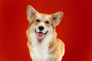 Studio shot of welsh corgi pembroke playing