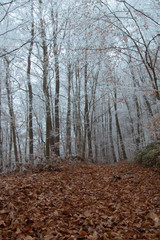 Frost in a forest