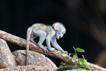 A monkey climbs around on a branch