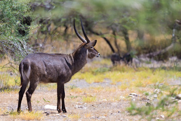 Antelope in the middle of the savannah of Kenya
