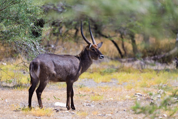 Antelope in the middle of the savannah of Kenya