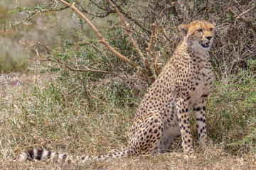 cheetah on the lookout