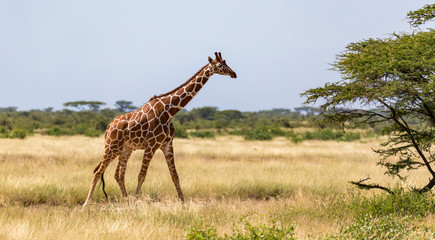 Giraffe walk through the savannah between the plants