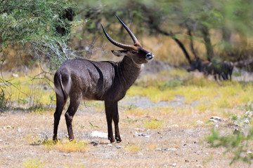 Antelope in the middle of the savannah of Kenya