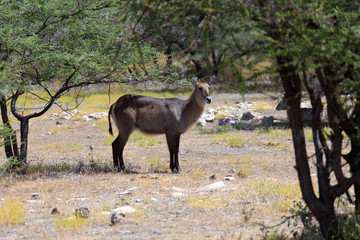Antelope in the middle of the savannah of Kenya