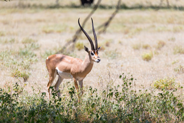 Antelope in the middle of the savannah of Kenya