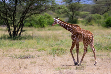 Naklejka na ściany i meble Giraffe walk through the savannah between the plants