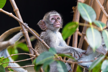 A monkey climbs around on a branch